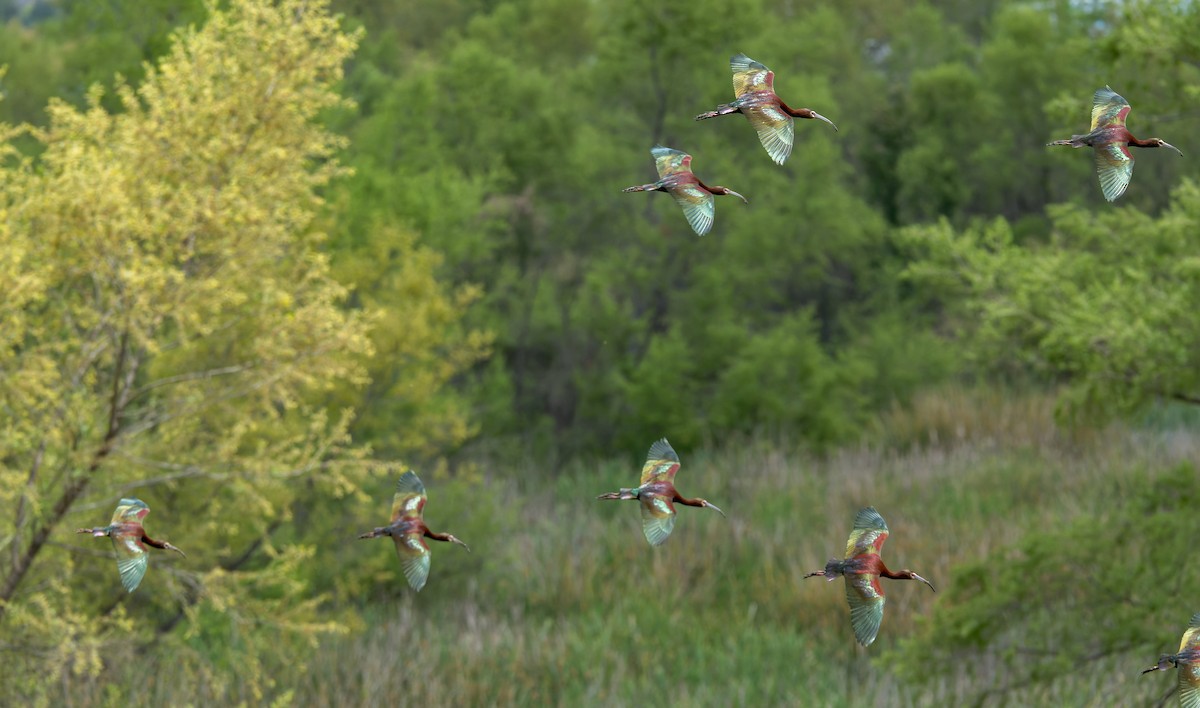 White-faced Ibis - ML618251532