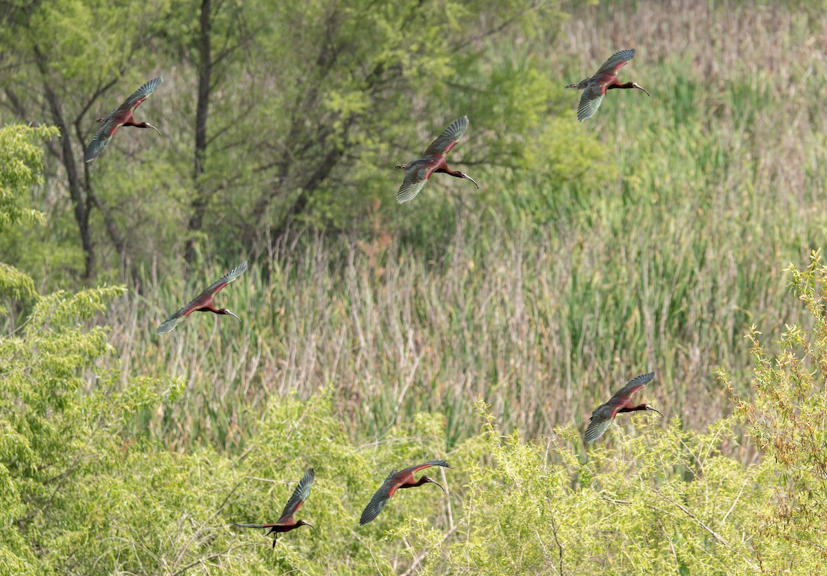 White-faced Ibis - ML618251534