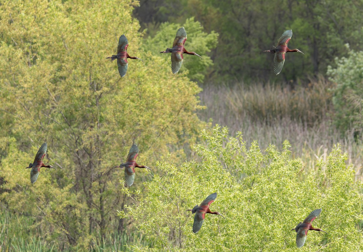 White-faced Ibis - ML618251535