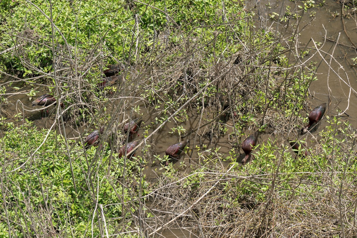 White-faced Ibis - ML618251536