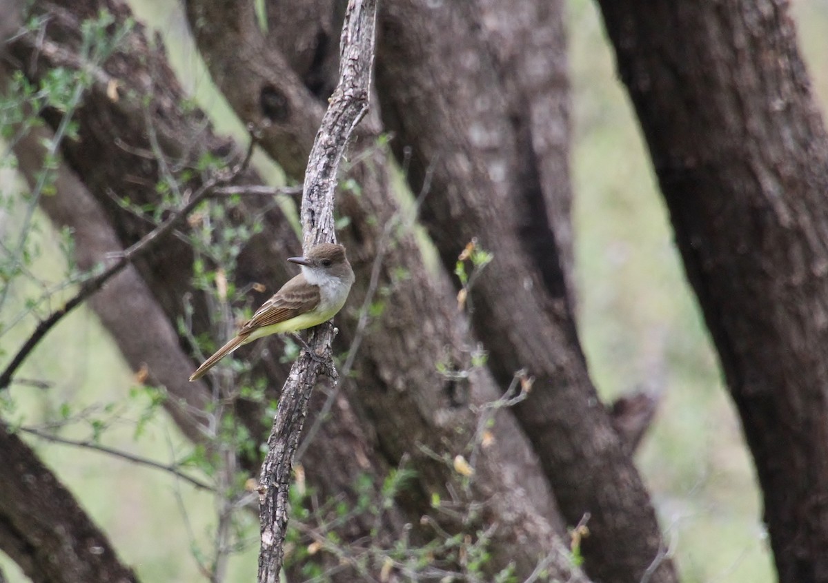 Dusky-capped Flycatcher (olivascens) - ML618251551