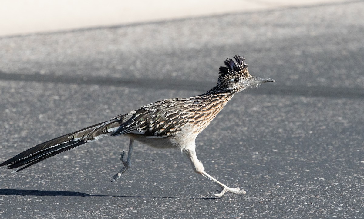 Greater Roadrunner - Nick Pulcinella