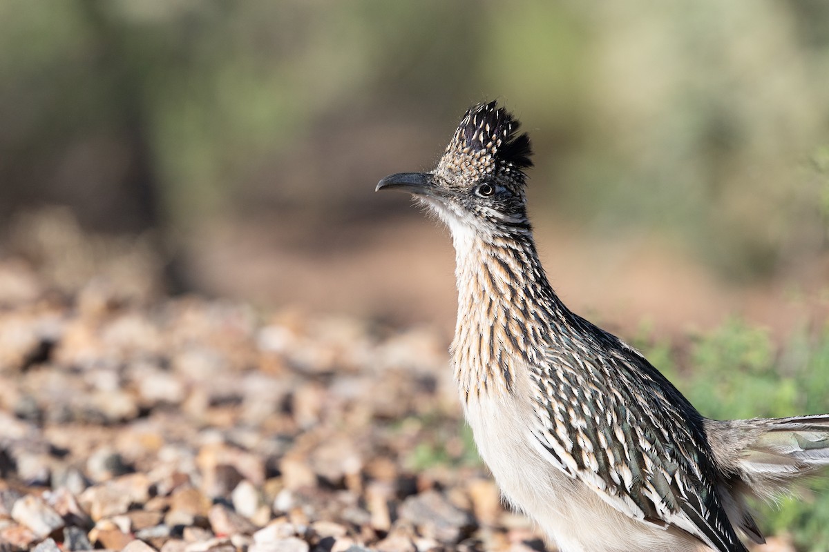 Greater Roadrunner - ML618251568