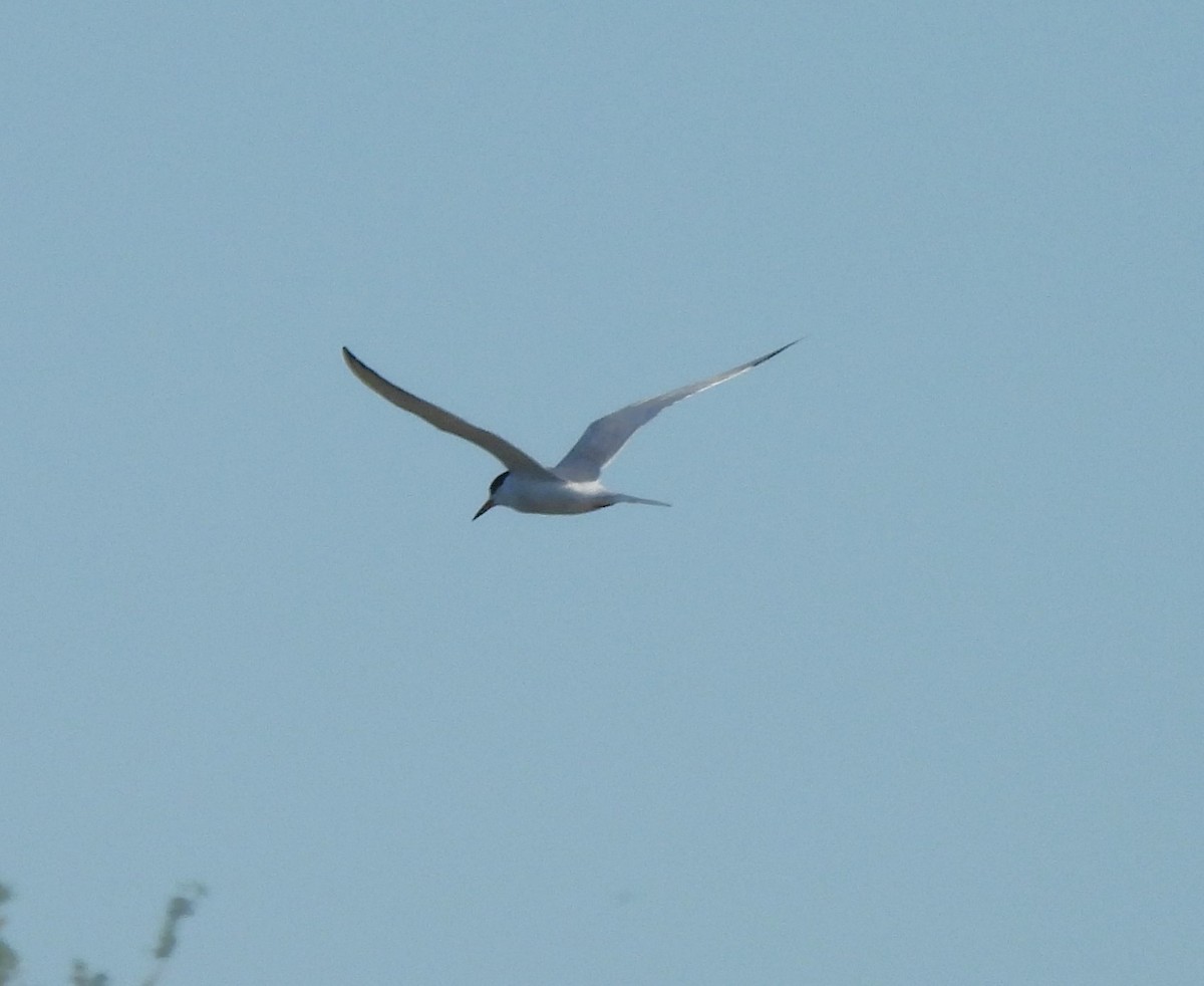 Forster's Tern - Paul McKenzie