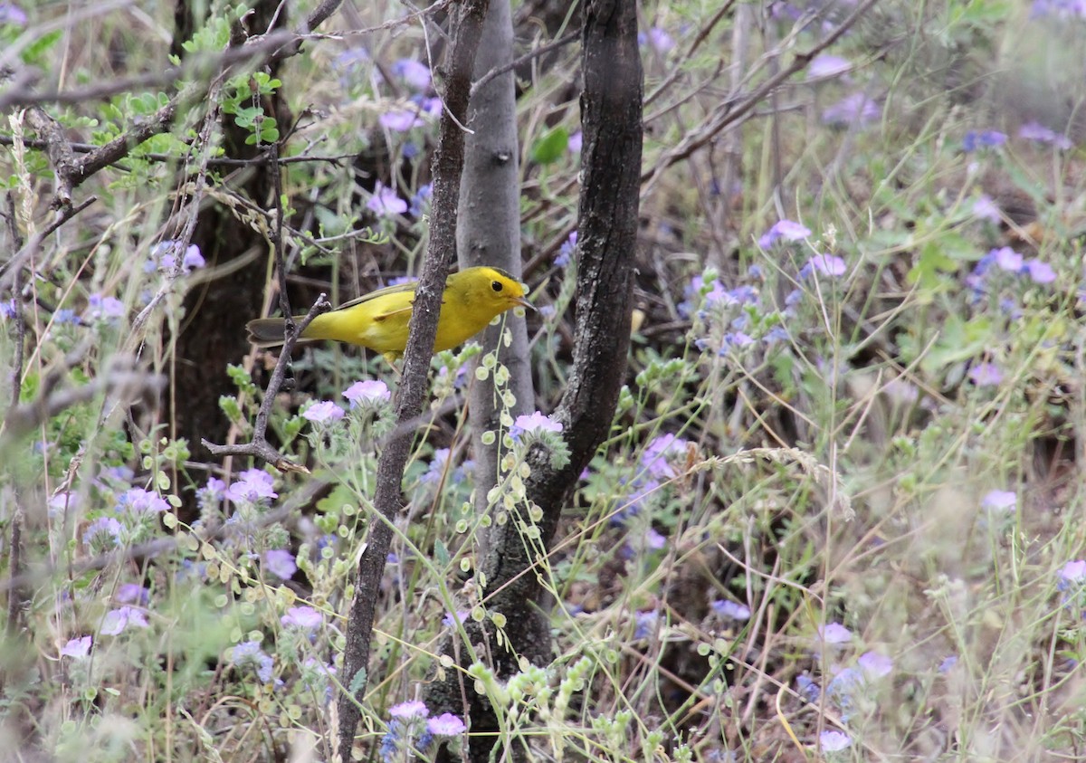 Wilson's Warbler - Jared Peck