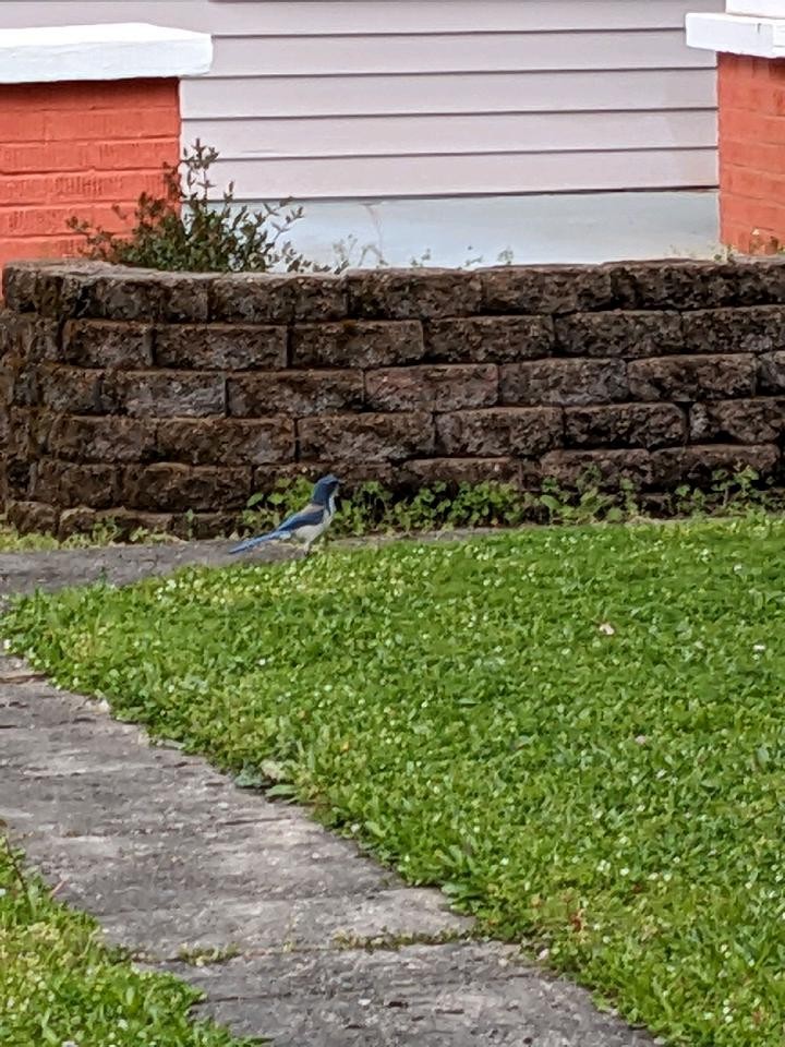 California Scrub-Jay - Sara Gravatt-Wimsatt