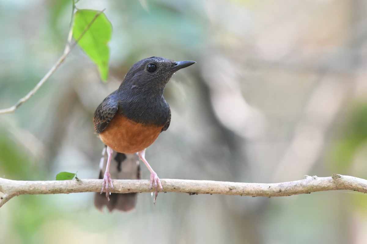 White-rumped Shama (White-rumped) - Nathan  Ruser