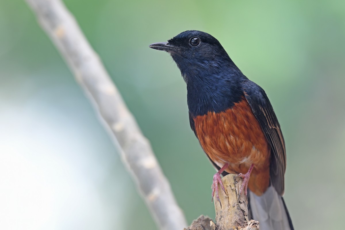 White-rumped Shama (White-rumped) - Nathan  Ruser