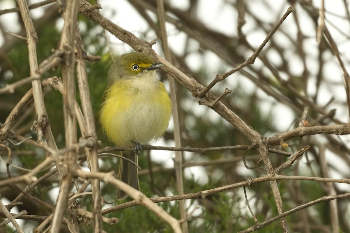 Ak Gözlü Vireo - ML618251703