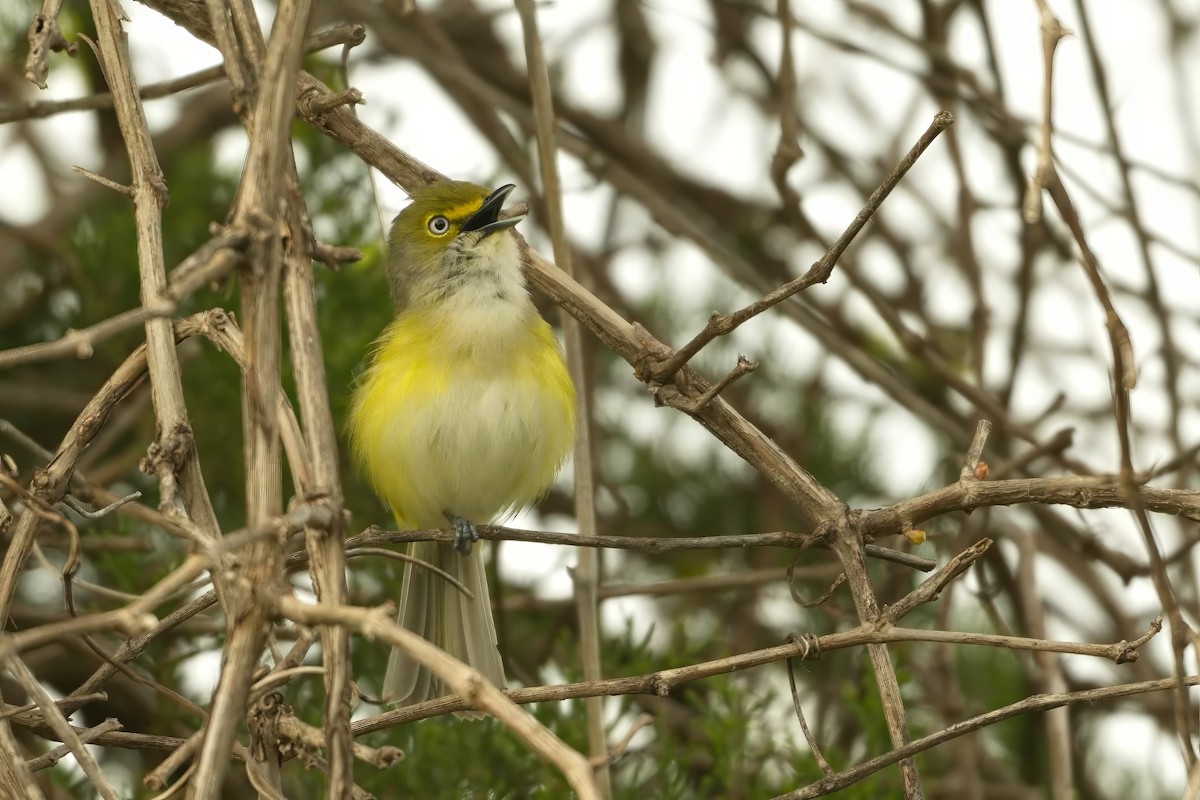 Ak Gözlü Vireo - ML618251704