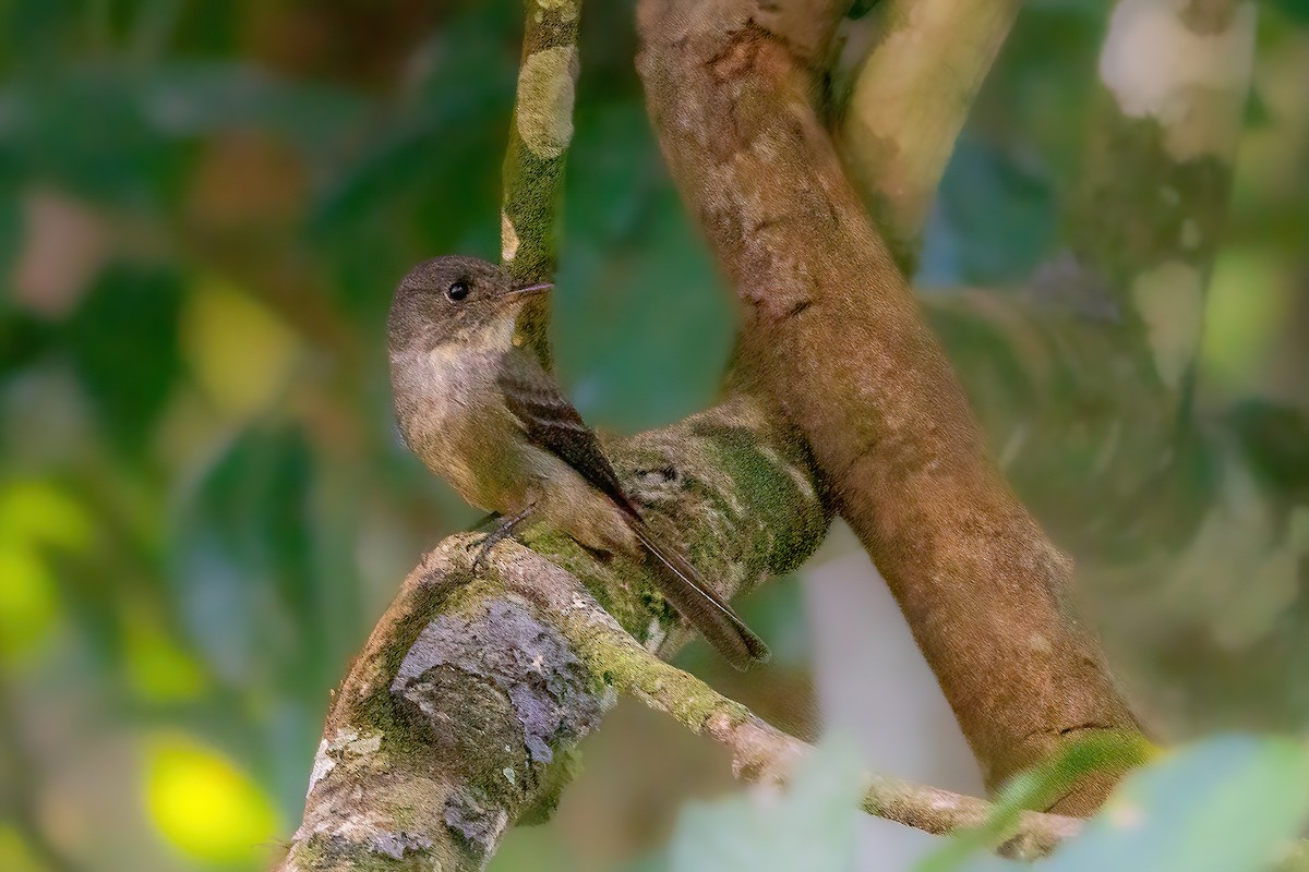 Hispaniolan Pewee - Forest Tomlinson