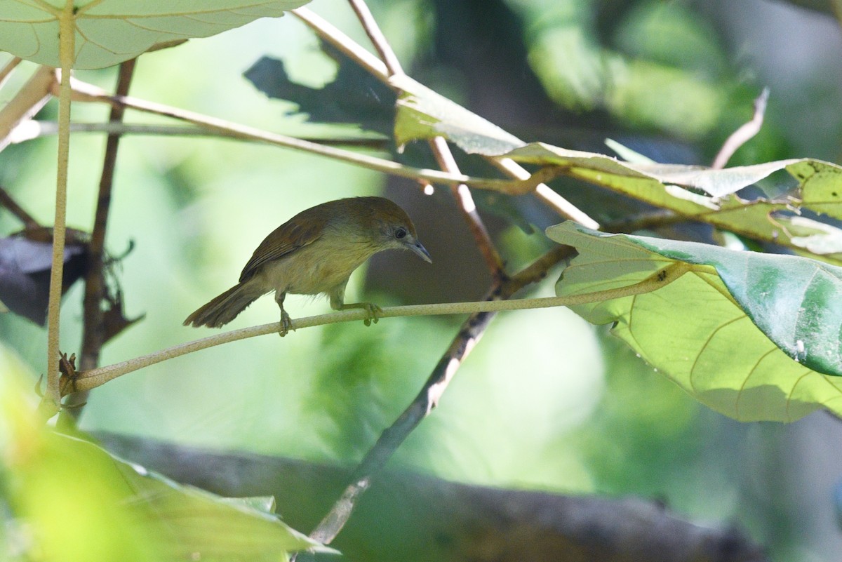 Gray-faced Tit-Babbler - ML618251733