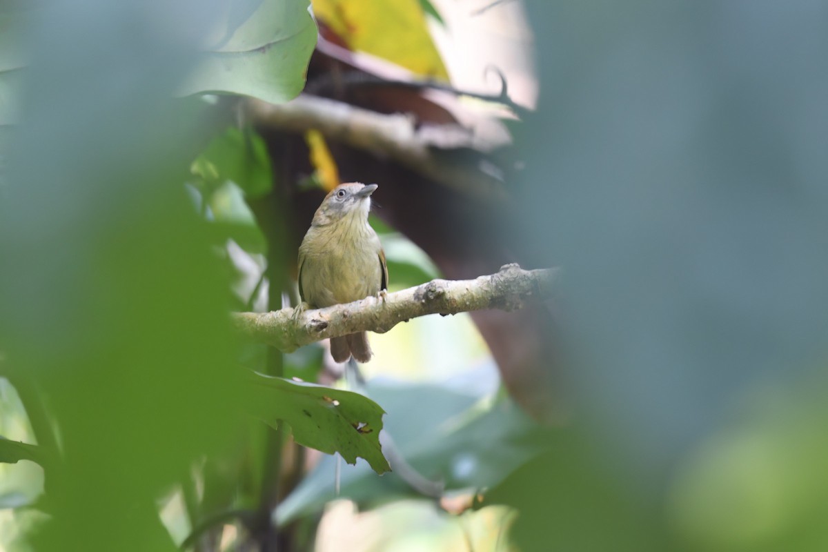 Gray-faced Tit-Babbler - ML618251734