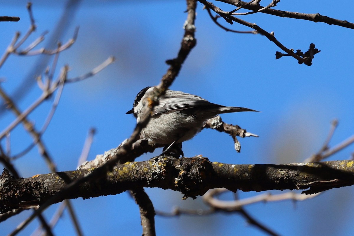 Mountain Chickadee - vijay t