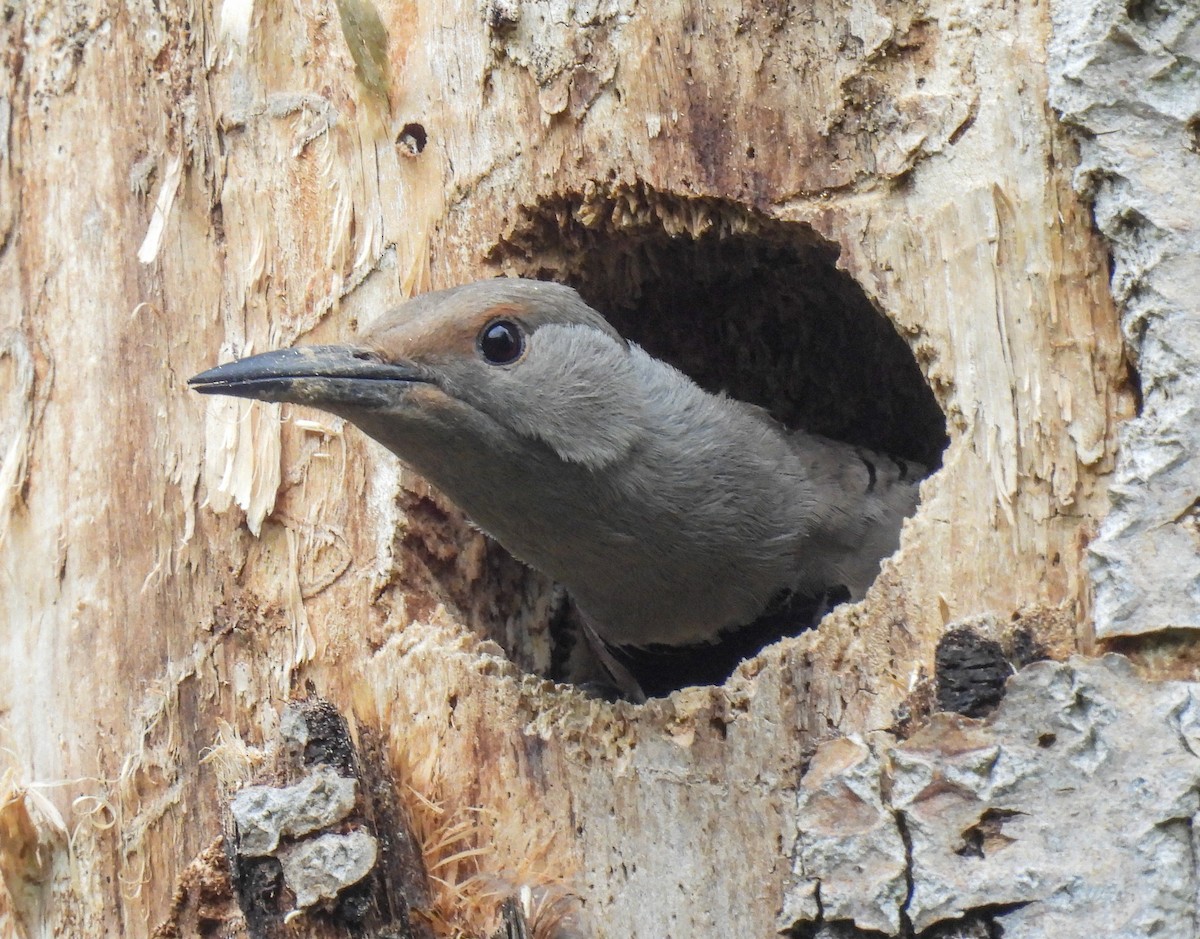 Northern Flicker (Red-shafted) - Sara Gravatt-Wimsatt