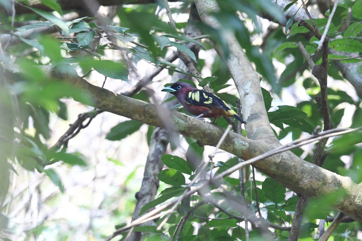 Banded Broadbill - Nathan  Ruser