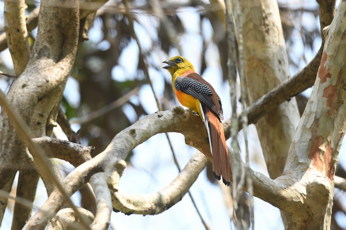 Trogón Pechinaranja (grupo dulitensis) - ML618251775