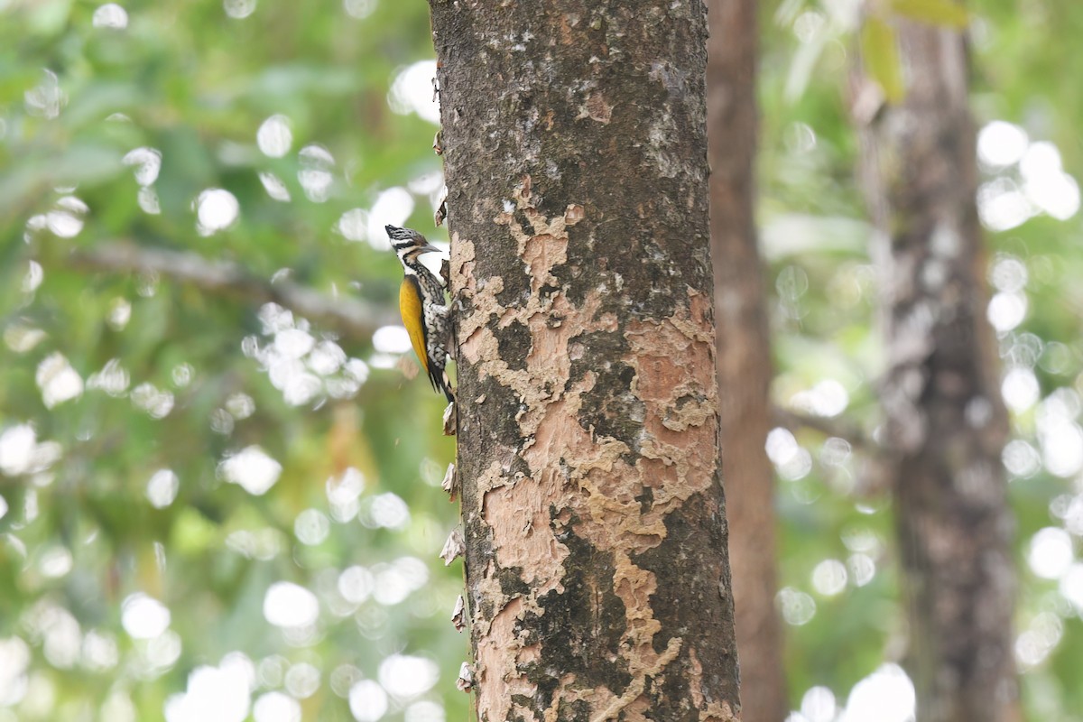 Common Flameback - Nathan  Ruser