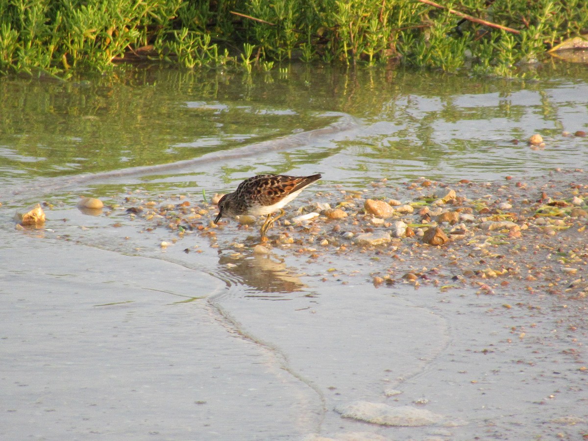 Least Sandpiper - Cristina Armas