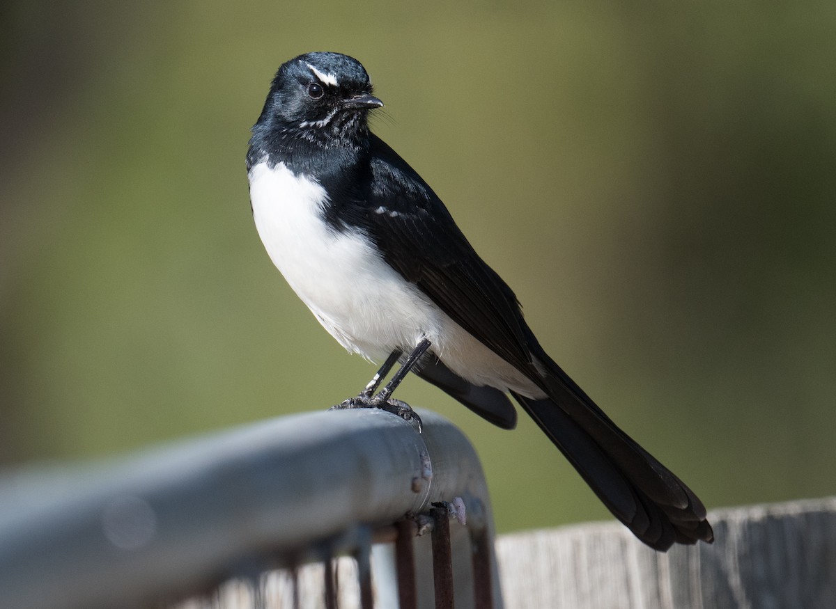 Willie-wagtail - John Daniels