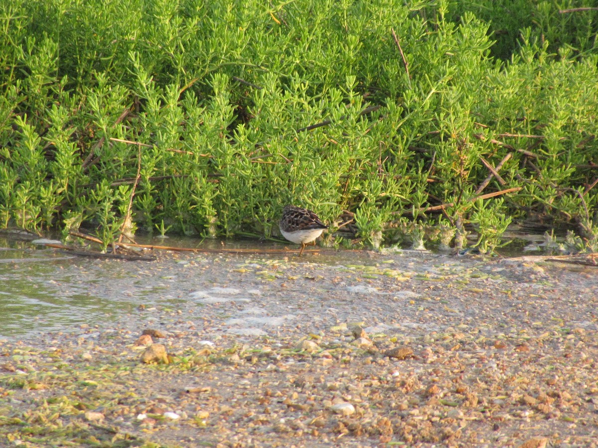 Least Sandpiper - Cristina Armas