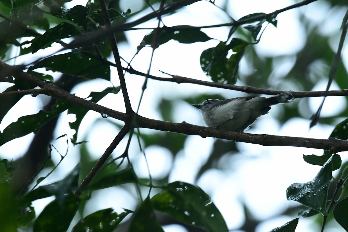 Brown Gerygone - Sabine Decamp