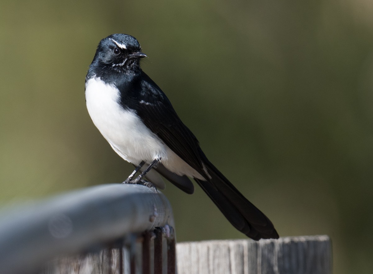 Willie-wagtail - John Daniels