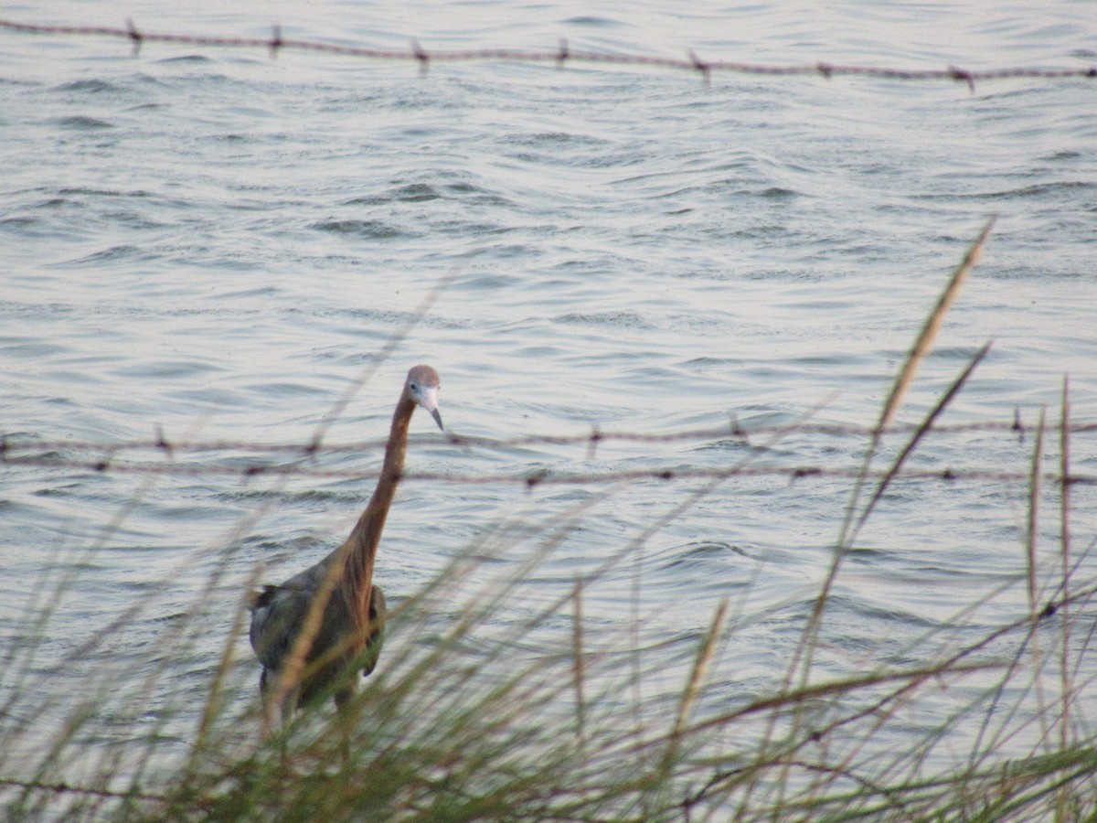 Reddish Egret - Cristina Armas