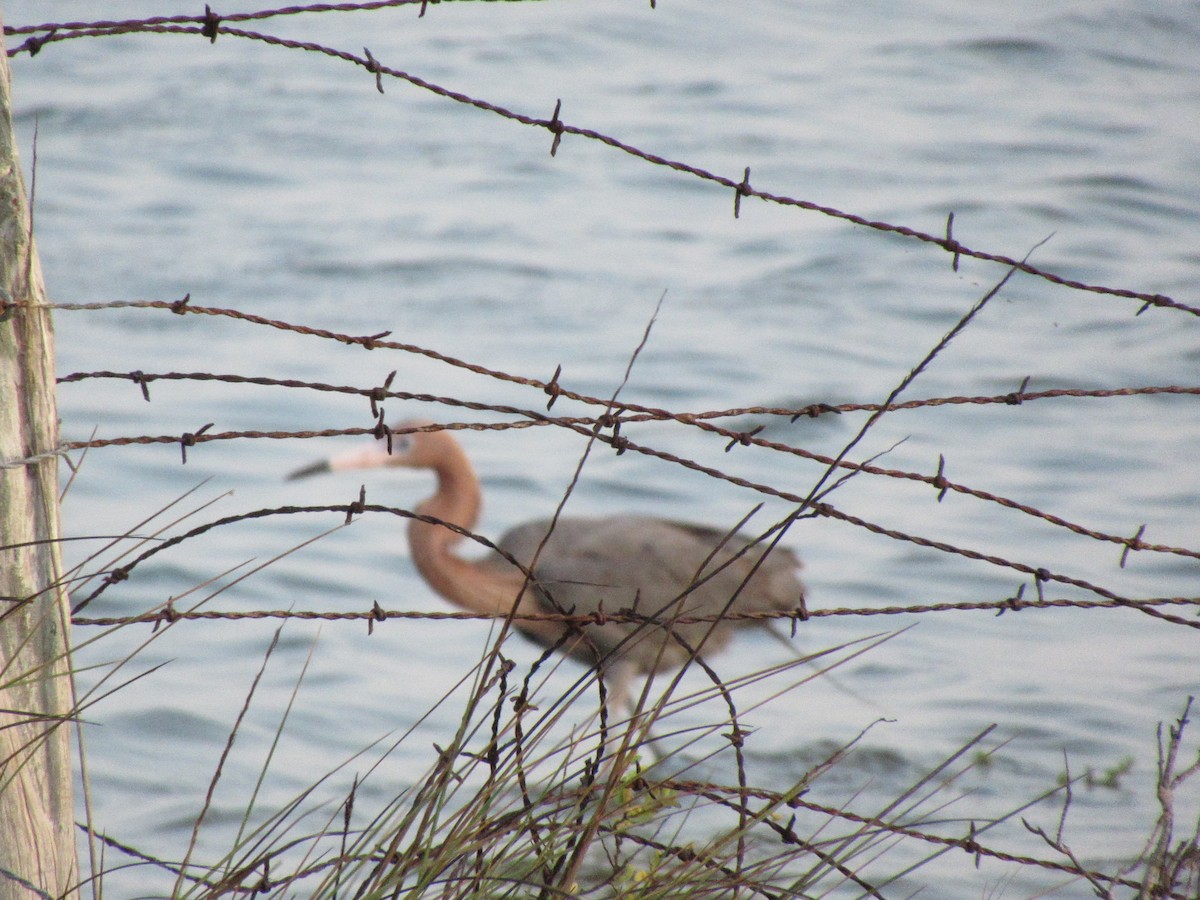 Reddish Egret - Cristina Armas