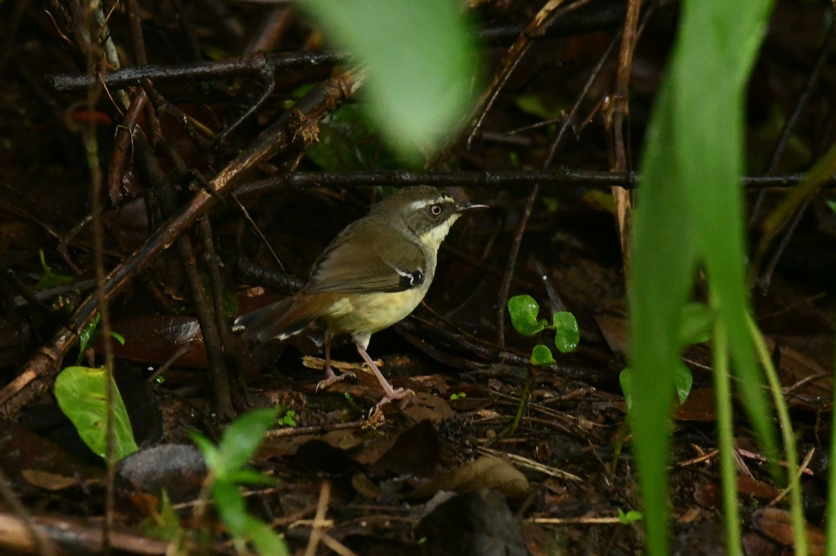 White-browed Scrubwren - Sabine Decamp