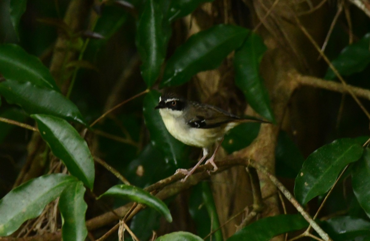 White-browed Scrubwren - Sabine Decamp