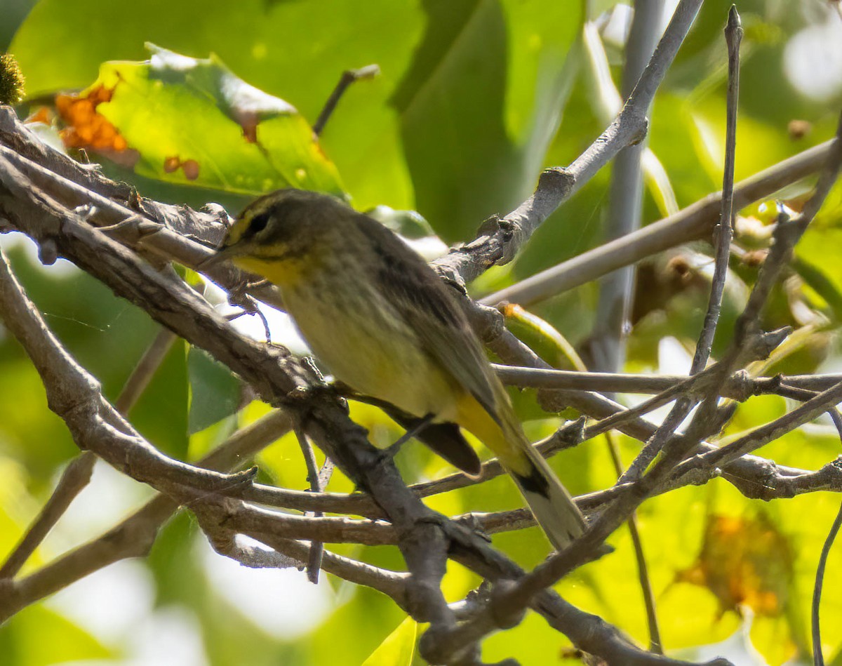 Palm Warbler - Christine Jacobs