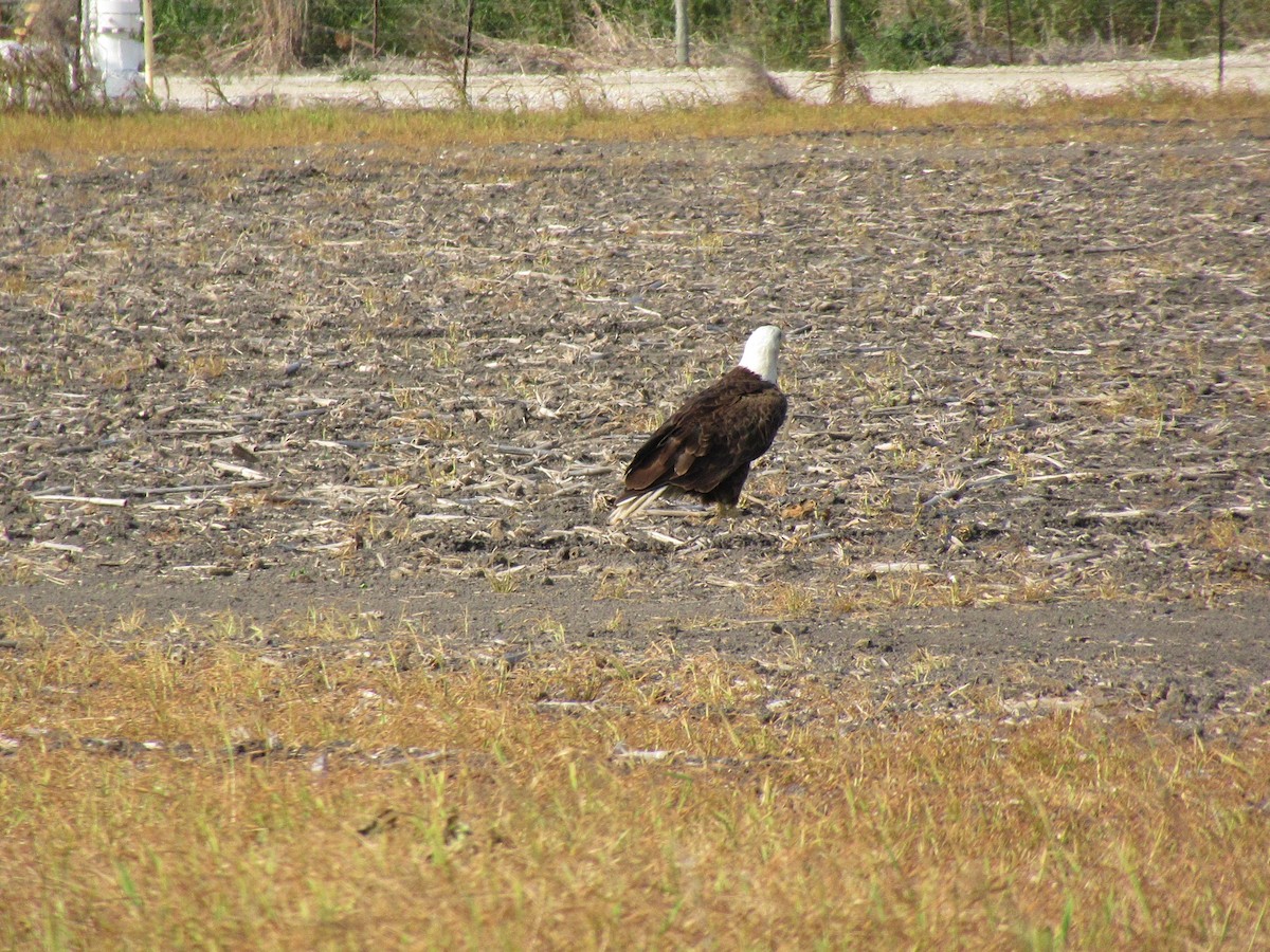 Bald Eagle - Cristina Armas