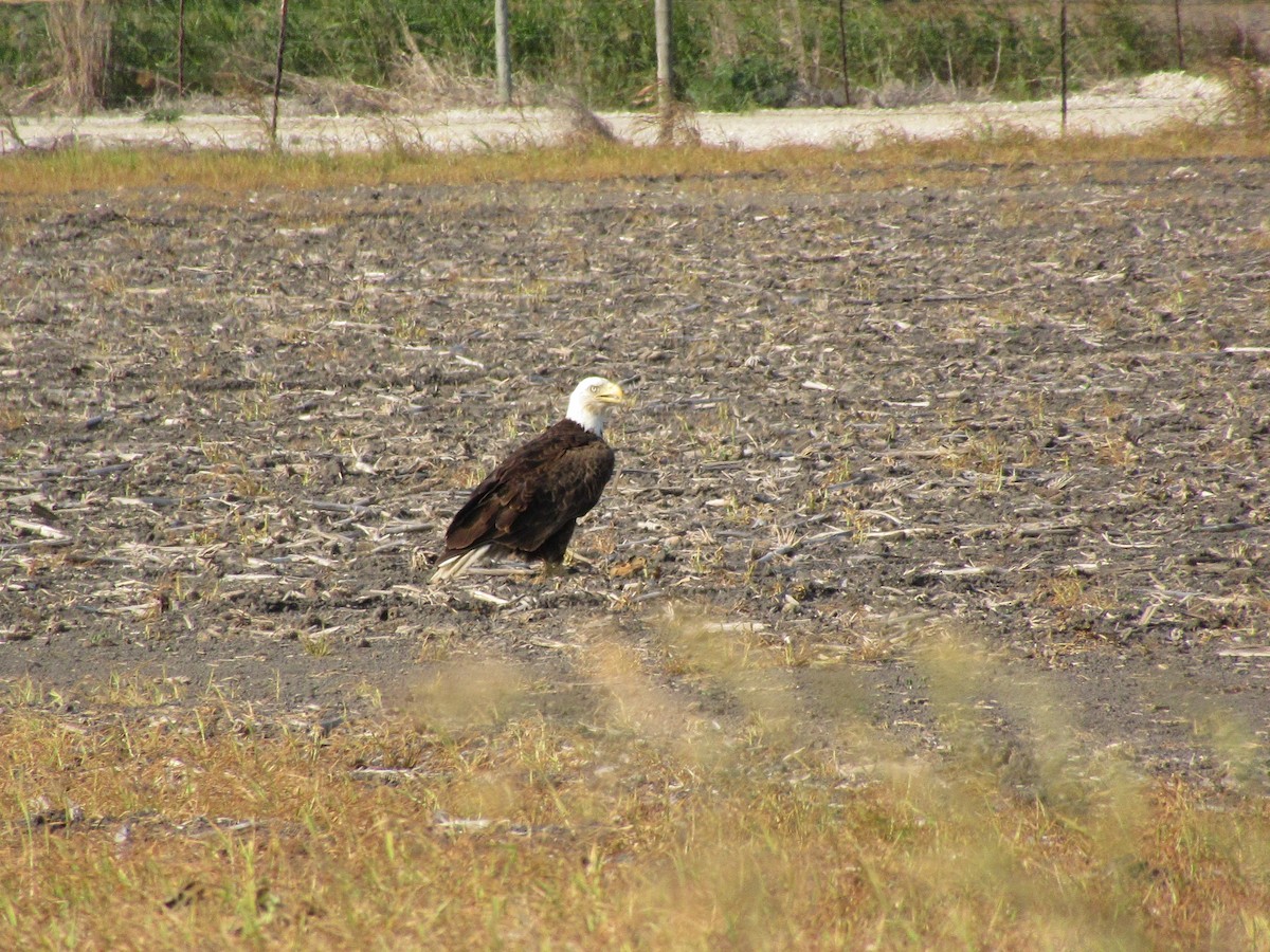 Bald Eagle - Cristina Armas