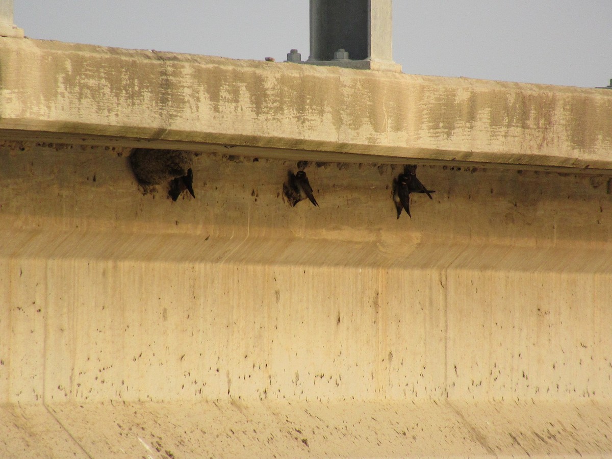 Cliff Swallow - Cristina Armas