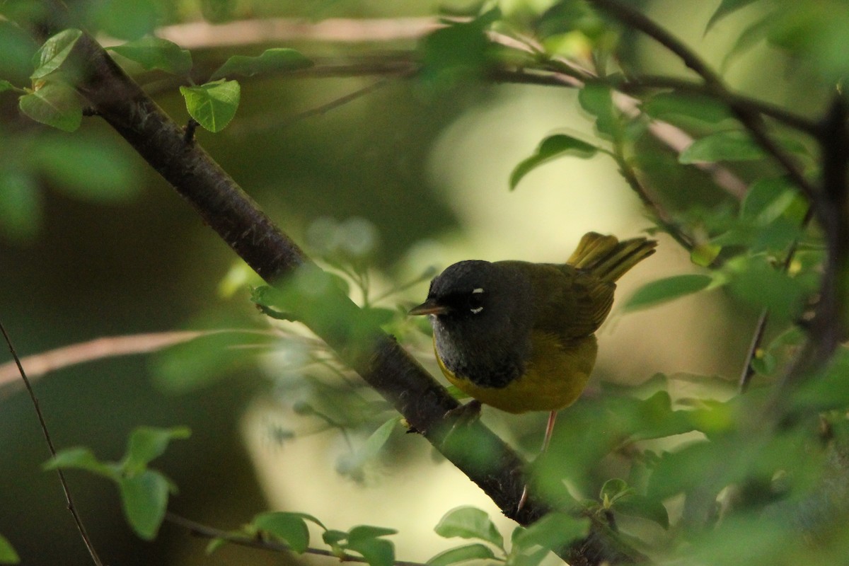 MacGillivray's Warbler - Zeke Gilmore