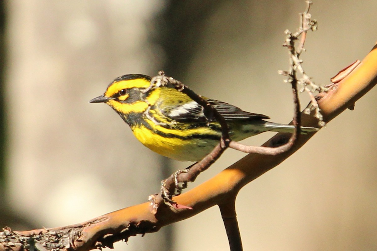 Townsend's Warbler - Zeke Gilmore