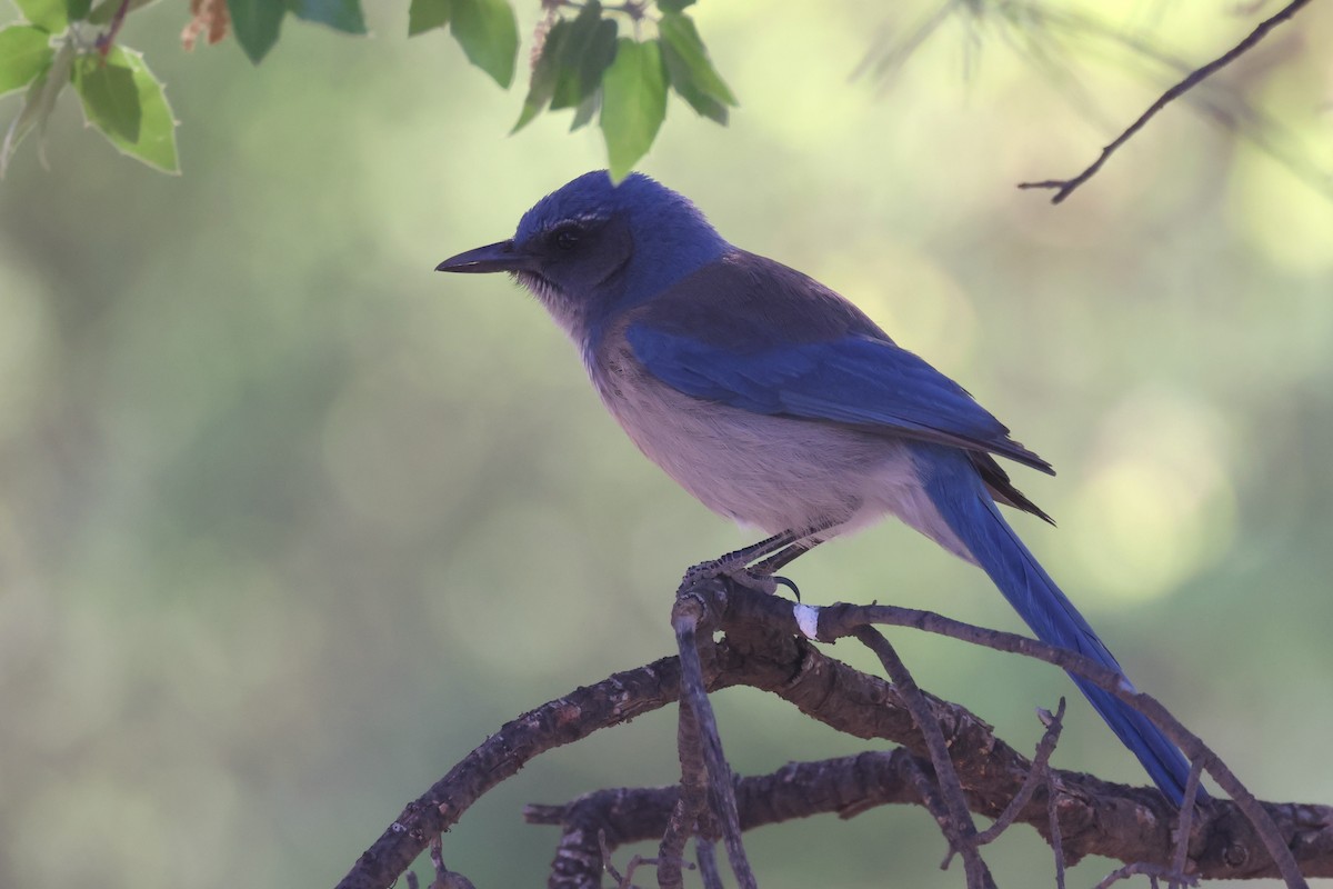 Woodhouse's Scrub-Jay (Woodhouse's) - Tom Forwood JR