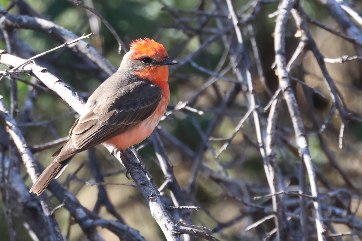 Vermilion Flycatcher - Tom Forwood JR