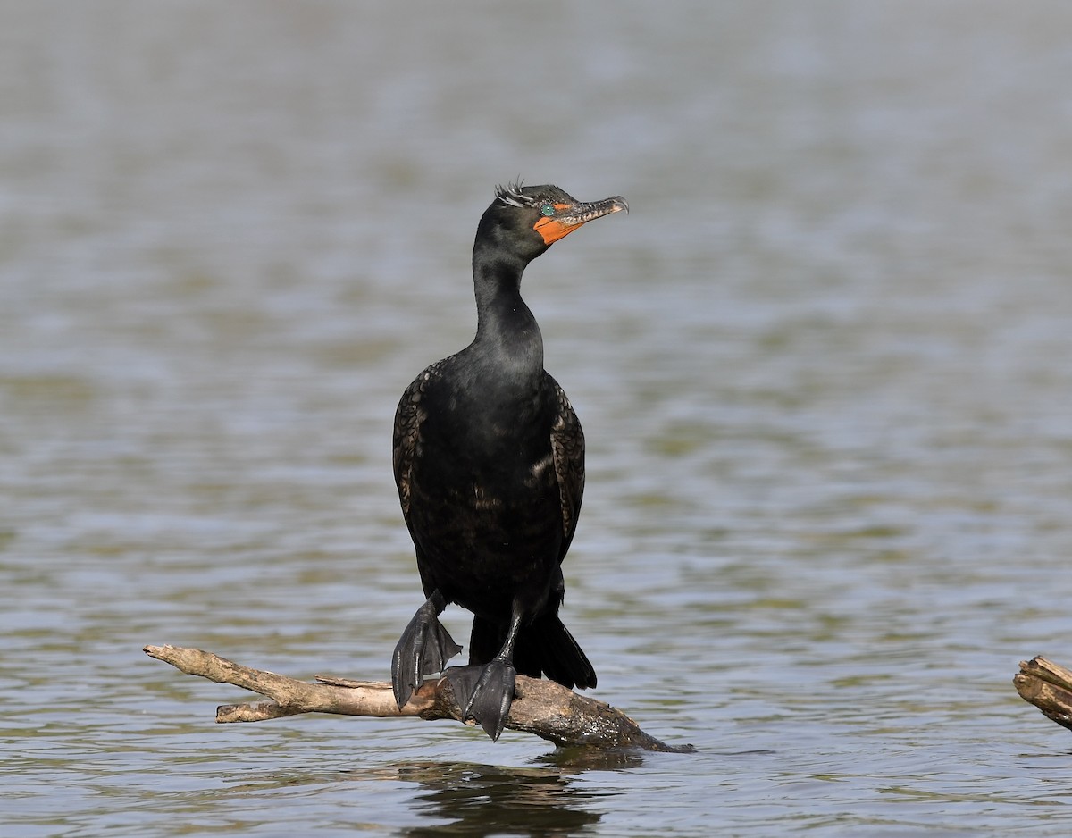 Double-crested Cormorant - Paul Nielson