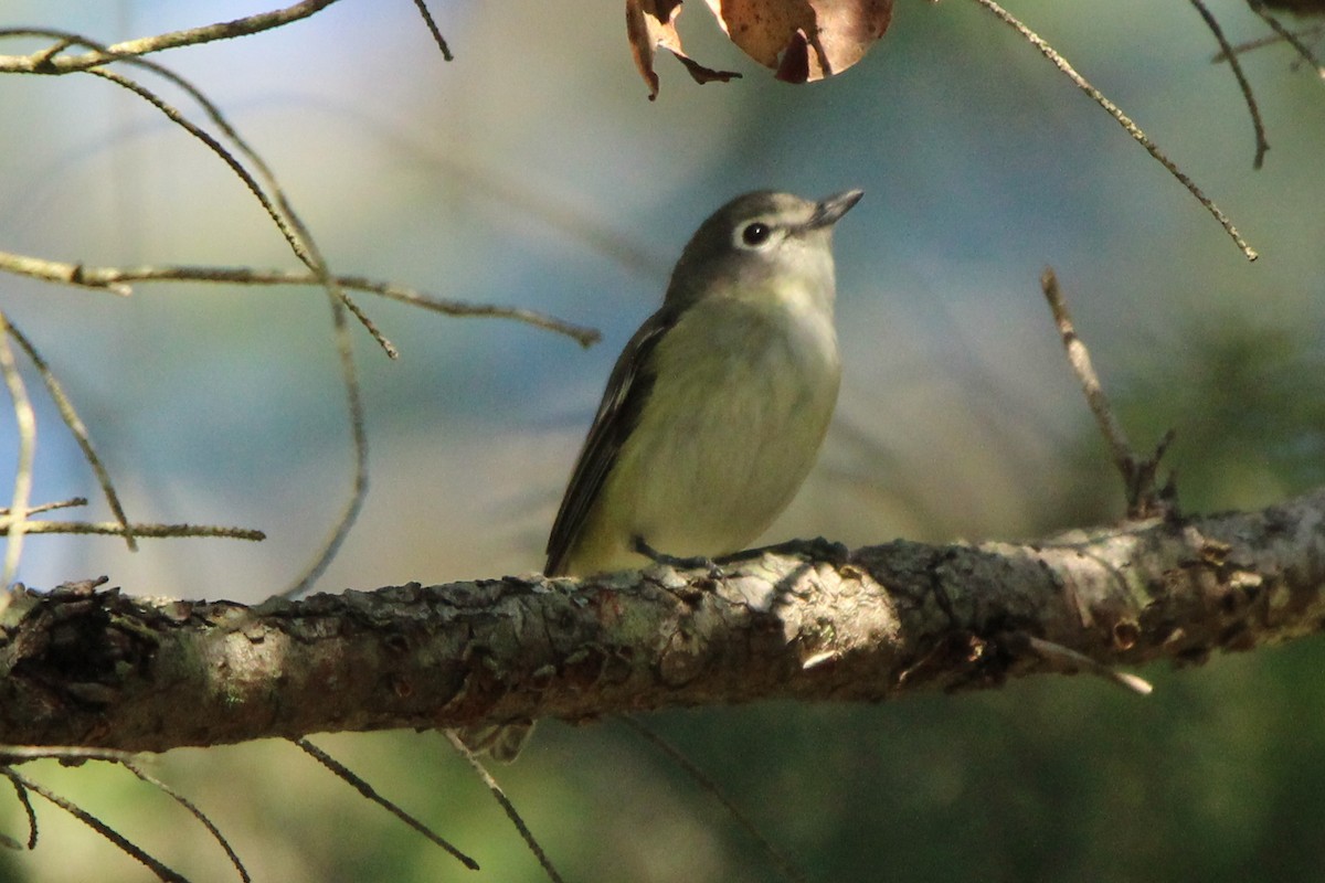 Cassin's Vireo - Zeke Gilmore