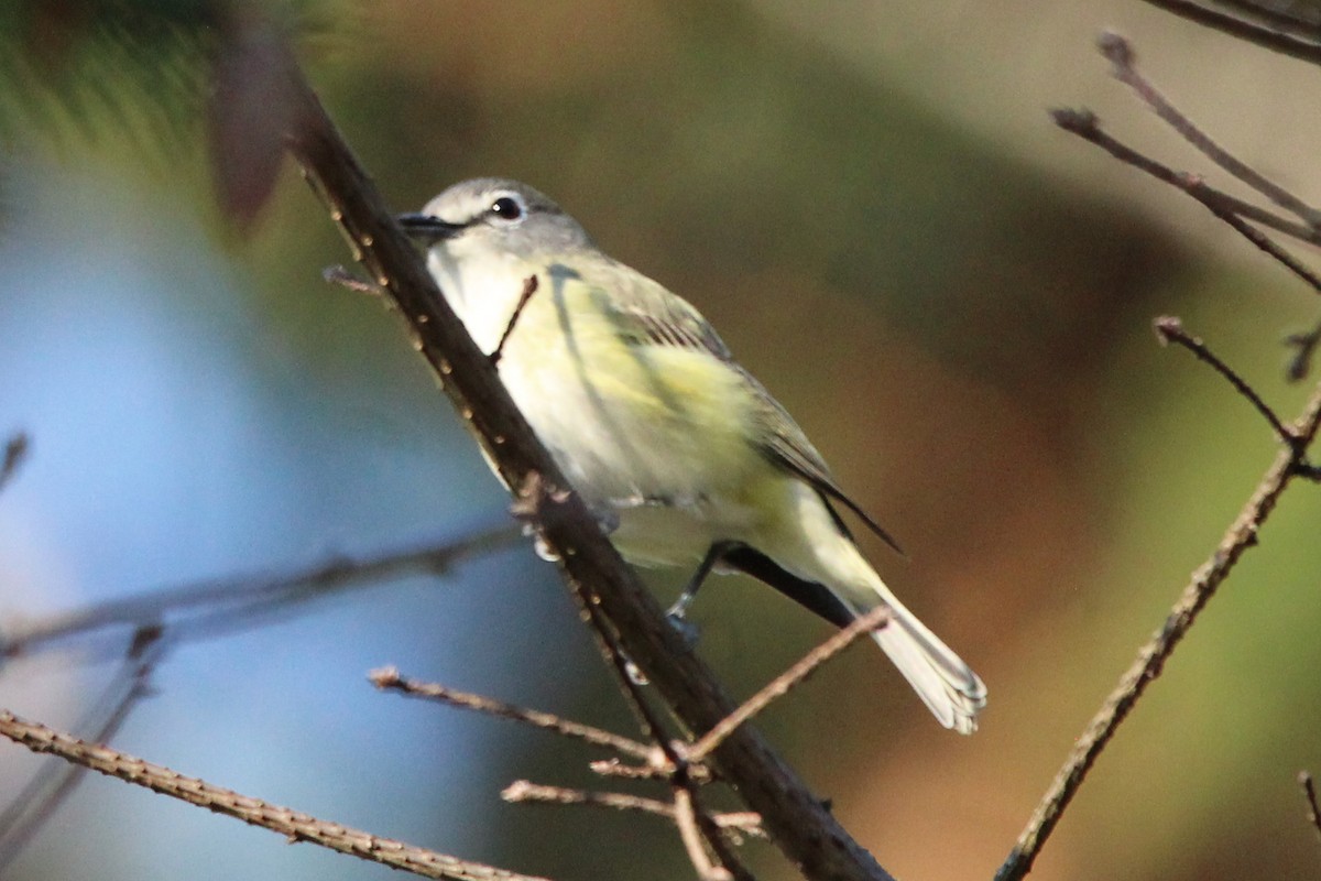 Cassin's Vireo - Zeke Gilmore