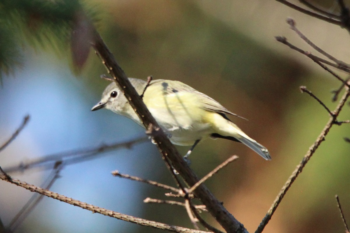 Cassin's Vireo - Zeke Gilmore