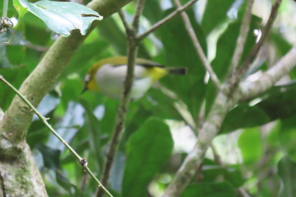 Madagaskarbrillenvogel - ML618251895
