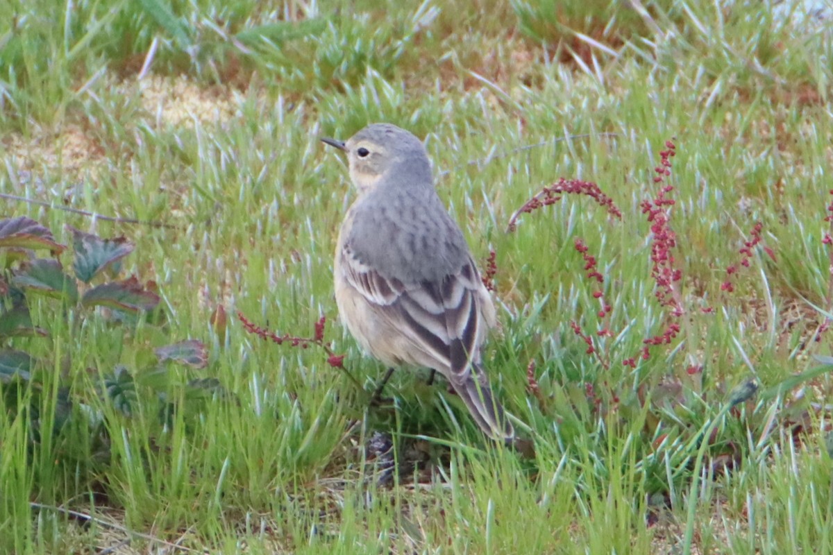 American Pipit - Daniel Donnecke