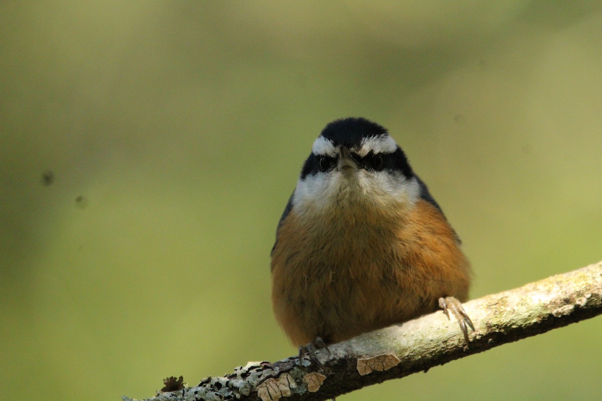 Red-breasted Nuthatch - ML618251900