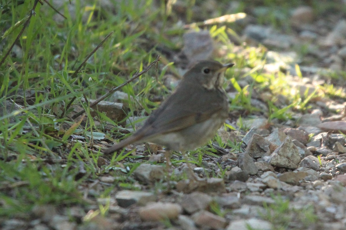 Hermit Thrush - Zeke Gilmore