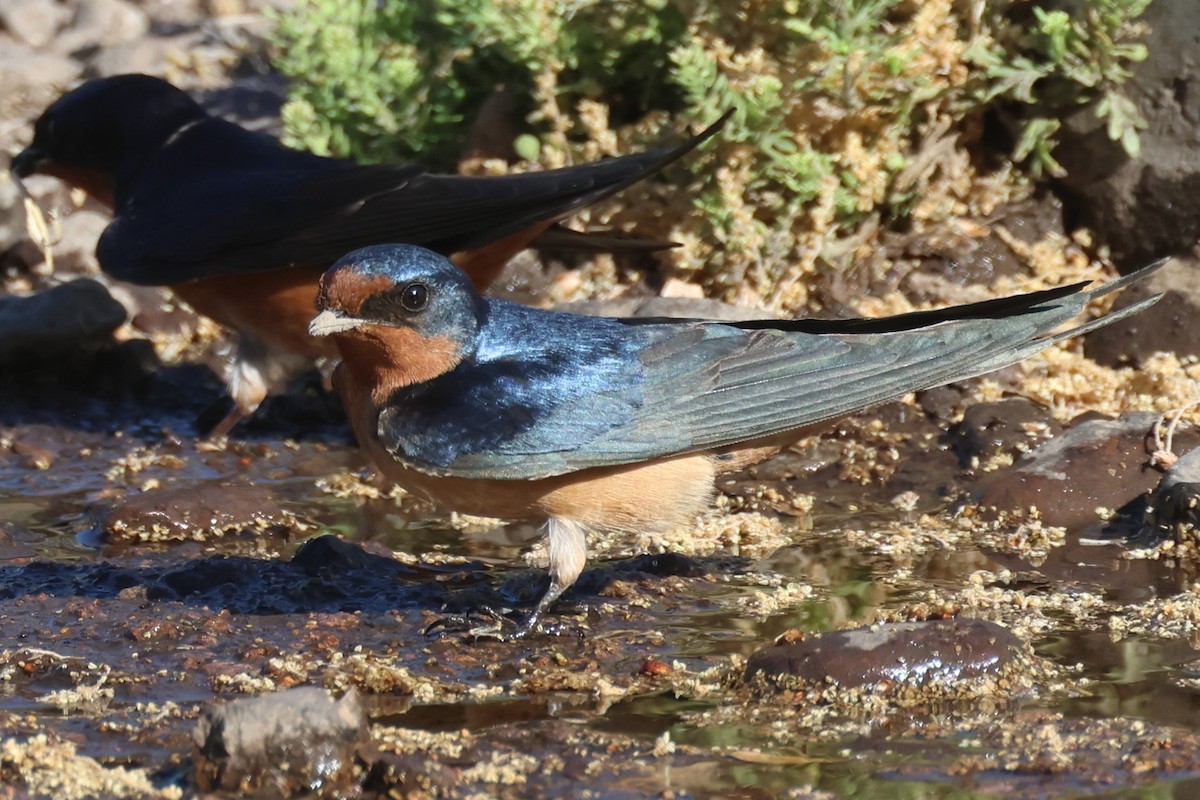 Barn Swallow (American) - Tom Forwood JR