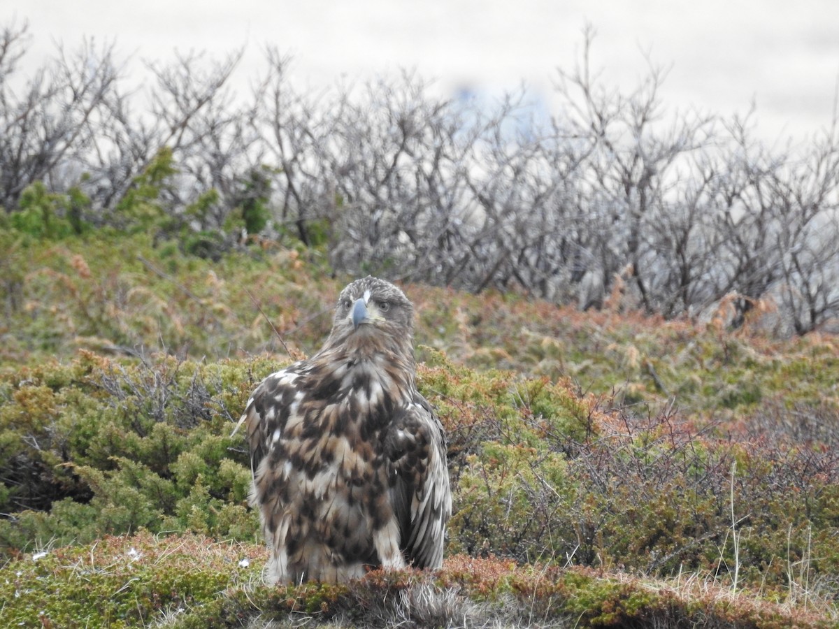 White-tailed Eagle - Ashwin Viswanathan