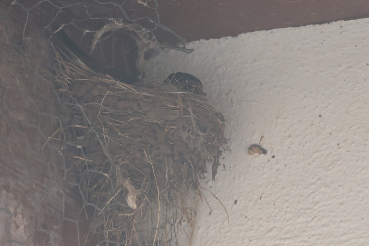 Barn Swallow (American) - Tom Forwood JR